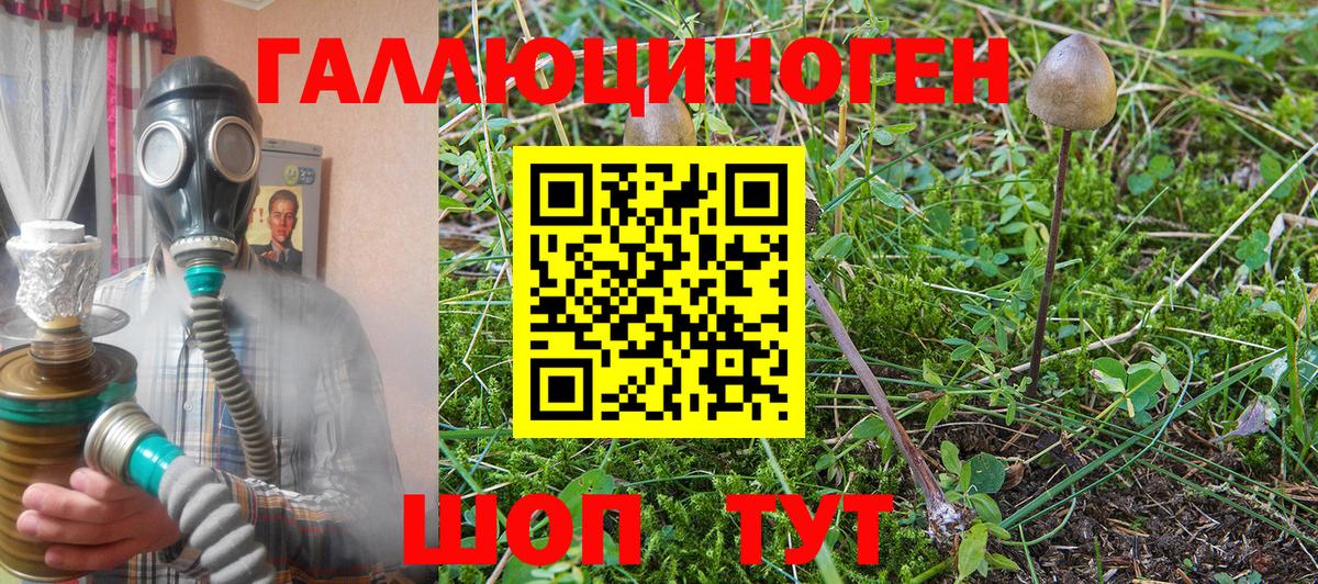 Галлюциногенные грибы Psilocybine cubensis Кострома